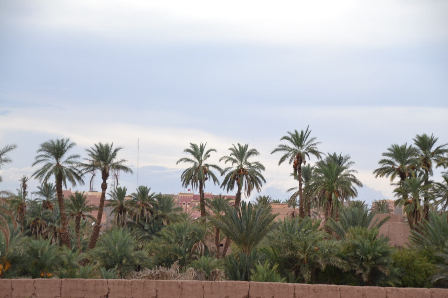Palm grove in Zagora oasis, Morocco – part of the Marrakech to Merzouga Sahara Desert Tour