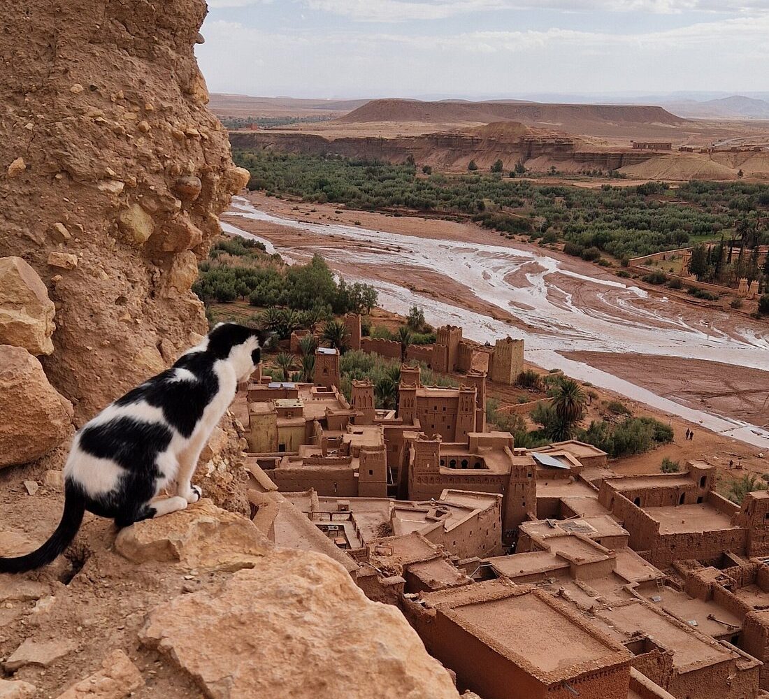 Cat sitting on a cliff overlooking the ancient village of Aït Benhaddou and Ounila Valley